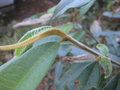 vignette Magnoliaceae Sikkim