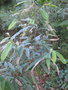 vignette Magnoliaceae Sikkim