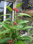 vignette pavonia multiflora