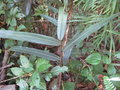 vignette Hedychium aurantiacum