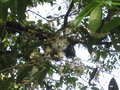 vignette Myrtaceae Sikkim