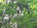 vignette Myrtaceae Sikkim