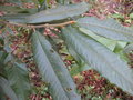 vignette Magnoliaceae Sikkim