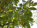 vignette Aralia fragrans