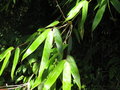 vignette Ampelocalamus patellaris