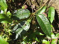 vignette Holboellia sp Sikkim