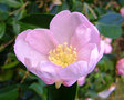 vignette Camlia ' HUGH EVANS ' ou ' NEW DAWN '? camellia sasanqua  , odorant