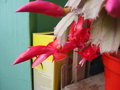 vignette Schlumbergera