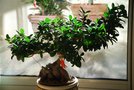 vignette Ficus gingseng-Moracees