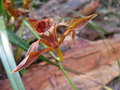 vignette Cymbidium sikkim