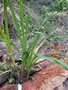 vignette Cymbidium sikkim