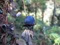 vignette Codonopsis sp Sikkim