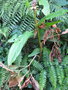 vignette Arisaema sp Sikkim