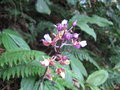 vignette Calanthe sp Sikkim