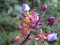 vignette Calanthe sp Sikkim