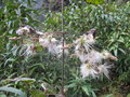 vignette Clematis sp Lepcha