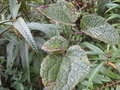 vignette Clematis sp Lepcha