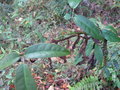 vignette Holboellia sp Lepcha