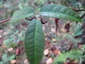 vignette Holboellia sp Lepcha