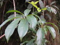 vignette Schefflera sp epiphyte