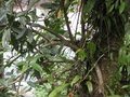 vignette Schefflera sp epiphyte