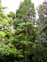 vignette Agathis australis  ( Kauri )