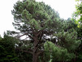 vignette Pinus pinaster  (Pin maritime)