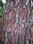 vignette Pinus pinaster  (détail du Tronc)