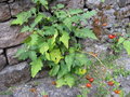 vignette Solanaceae sp 1 Lepcha