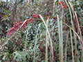 vignette Carex baccans