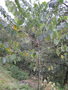 vignette Alangium begoniaefolium