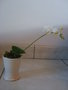 vignette Mini Phalaenopsis 1
