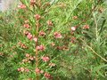 vignette grevillea rosmarinifolia au 5 12 2008