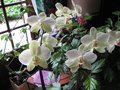 vignette phalaenopsis au 5 12 2008