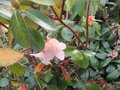 vignette rhododendron allison johnstone au 5 12 2008