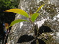 vignette Elaeocarpus lancifolia