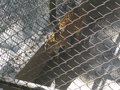 vignette Panthera pardus