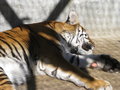 vignette Panthera tigris tigris