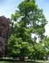 vignette Metasequoia glyptostroboides