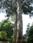 vignette Eucalyptus viminalis