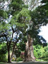 vignette Eucalyptus delegatensis  syn. Eucalyptus gigantea