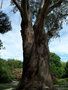 vignette Eucalyptus delegatensis  syn. Eucalyptus gigantea