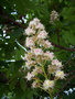 vignette Aesculus hippocastanum  (fleur)