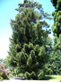 vignette Araucaria angustifolia