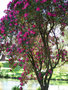 vignette Rhododendron en arbre