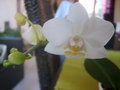 vignette Mini Phalaenopsis