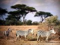 vignette Parc d'Amboseli