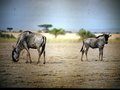 vignette Parc d'Amboseli