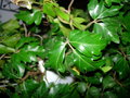 vignette Cissus rhombifolia