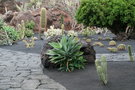 vignette Jardin de Cactus - Lanzarote